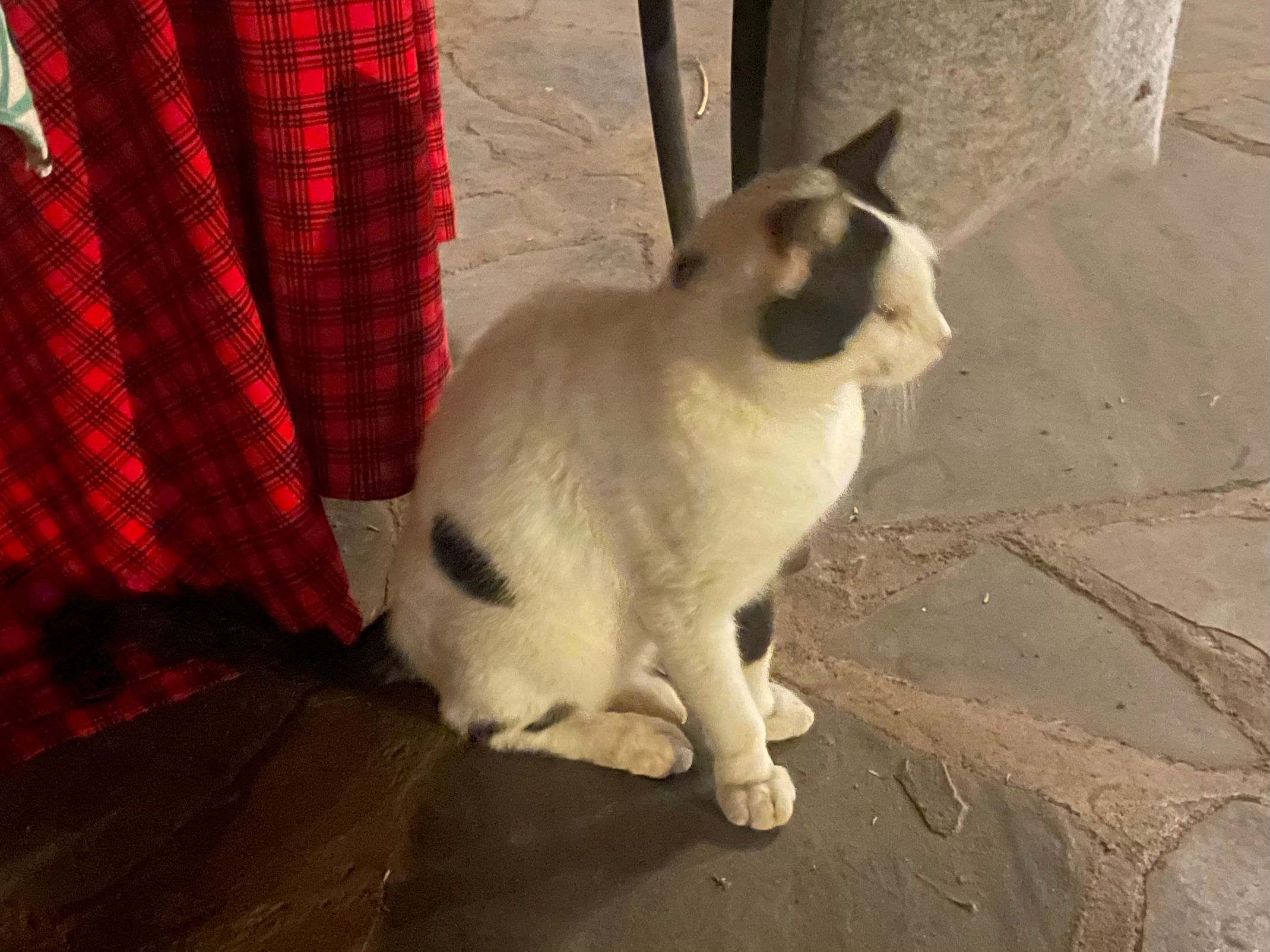 THE VERY LAST 'CAT' WE SAW IN AFRICA!